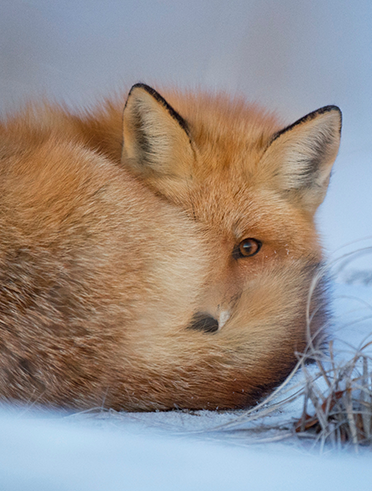 The Fox / Tele2
